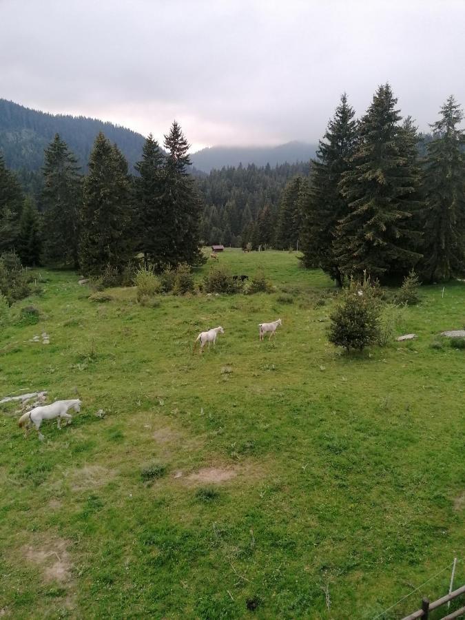 Forest Home 524 Smolyan Extérieur photo